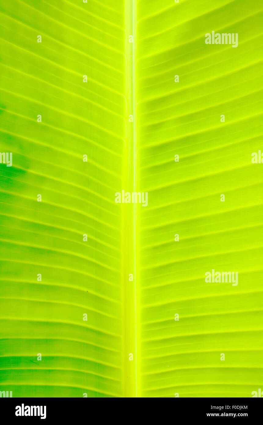 Banana Leaf superficie Foto Stock