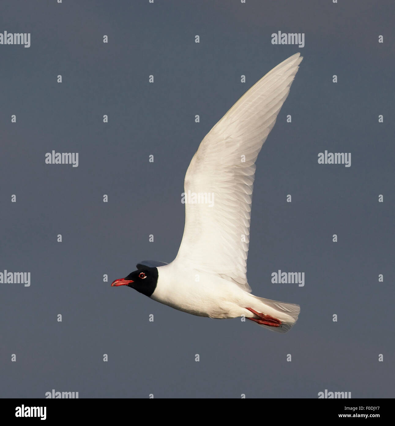 Gabbiano mediterraneo (Ichthyaetus melanocephalus) in volo, Pusztaszer, Ungheria, Maggio 2008 Foto Stock