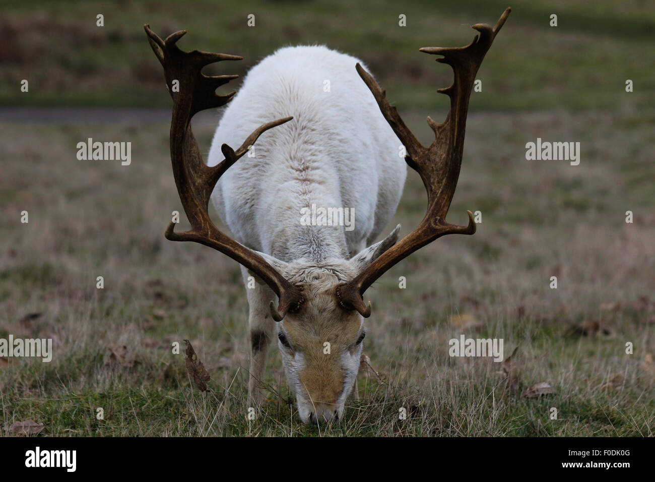 Un white hart a Knole, Sevenoaks. Foto Stock