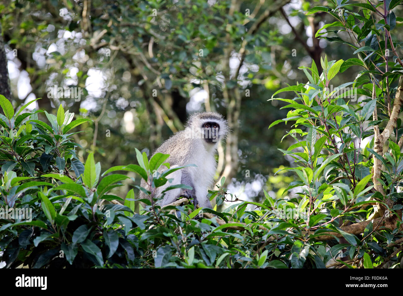 Il nero di fronte vervet monkey (Chlorocebus pygerythrus) rilassante nella struttura ad albero Foto Stock