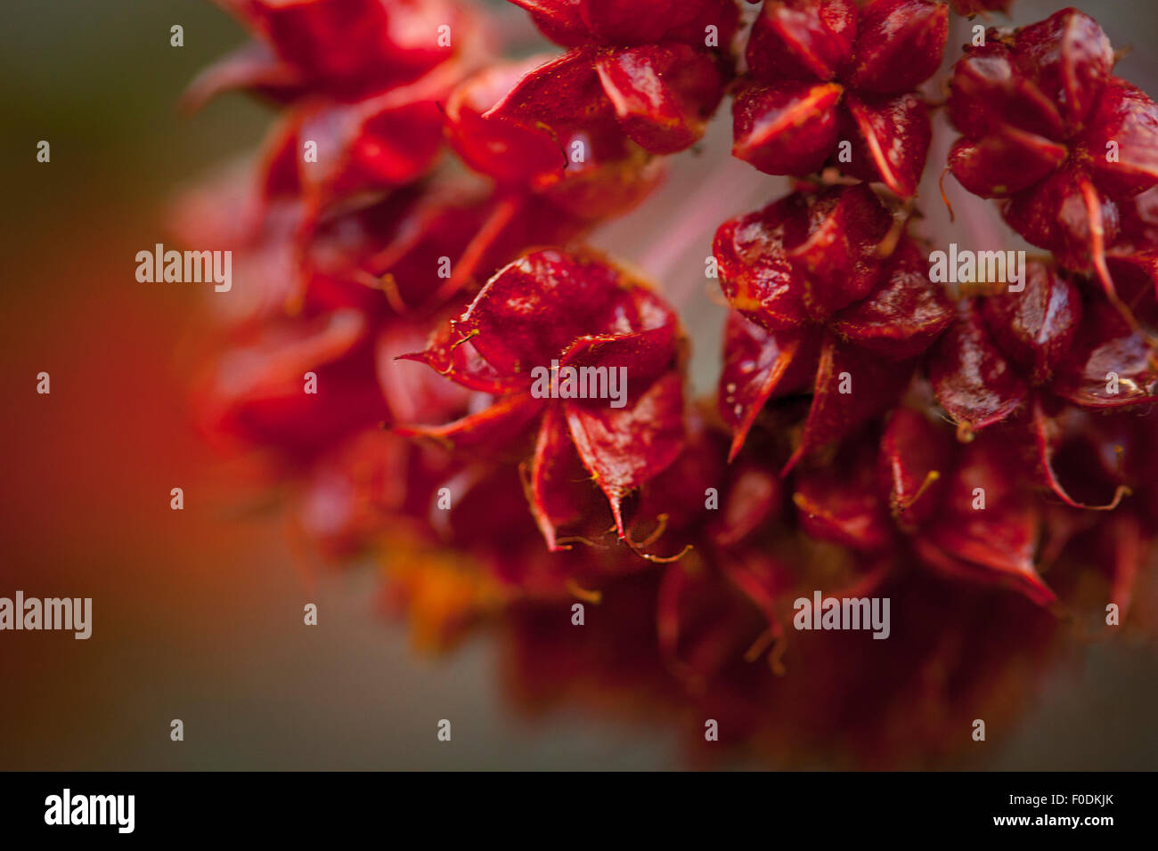 Fiore rosso con acqua, stella rossa fiore di burst Foto Stock