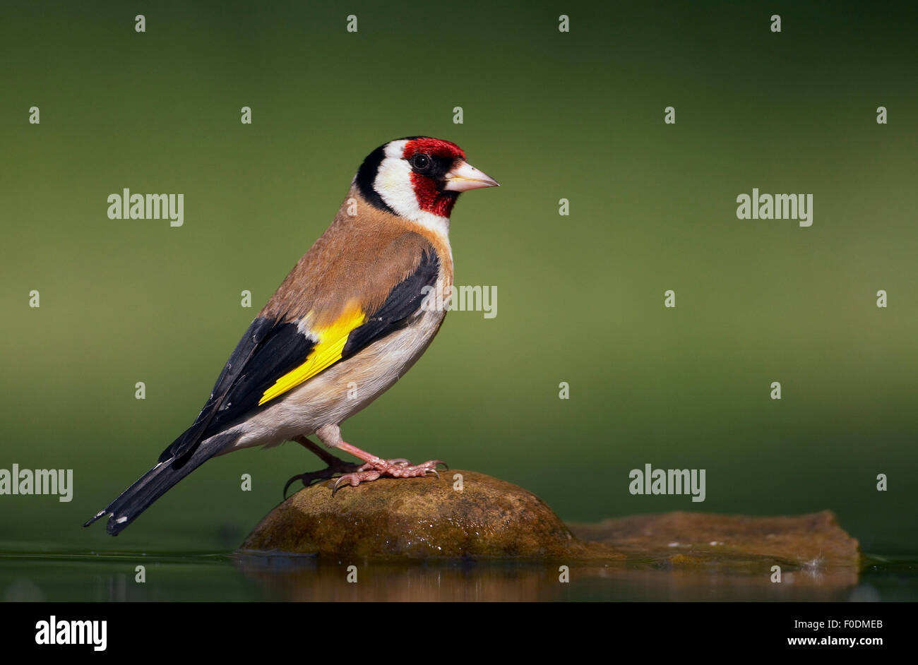 Cardellino (Carduelis carduelis) Pusztaszer, Ungheria, Maggio 2008 Foto Stock