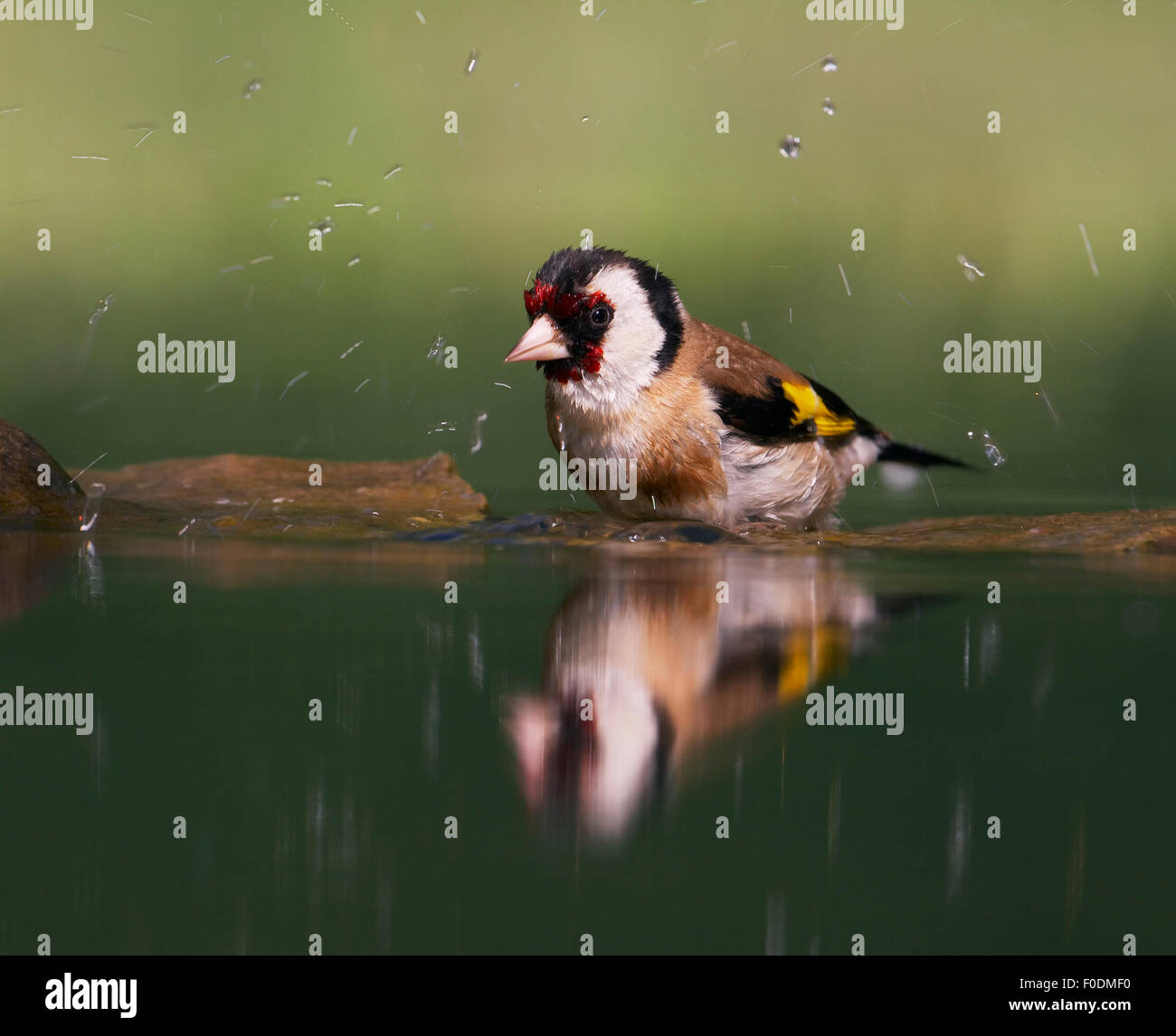 Cardellino (Carduelis carduelis) balneazione, Pusztaszer, Ungheria, Maggio 2008 Foto Stock