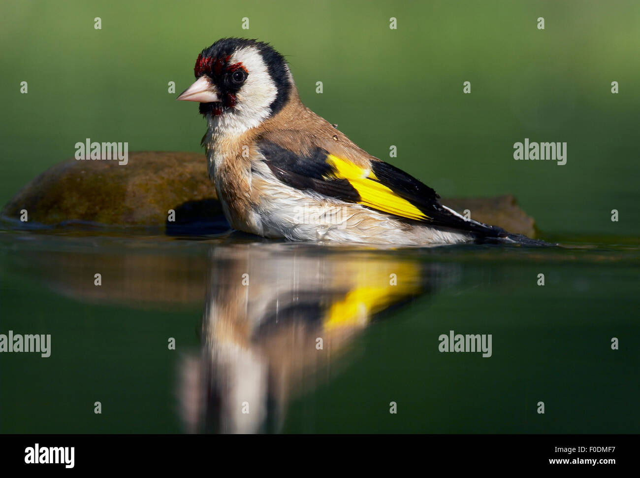 Cardellino (Carduelis carduelis) balneazione, Pusztaszer, Ungheria, Maggio 2008 Foto Stock