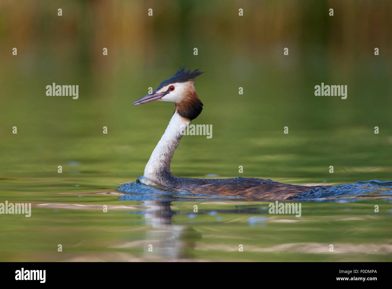 Svasso maggiore nuota nel Norfolk Broads Foto Stock