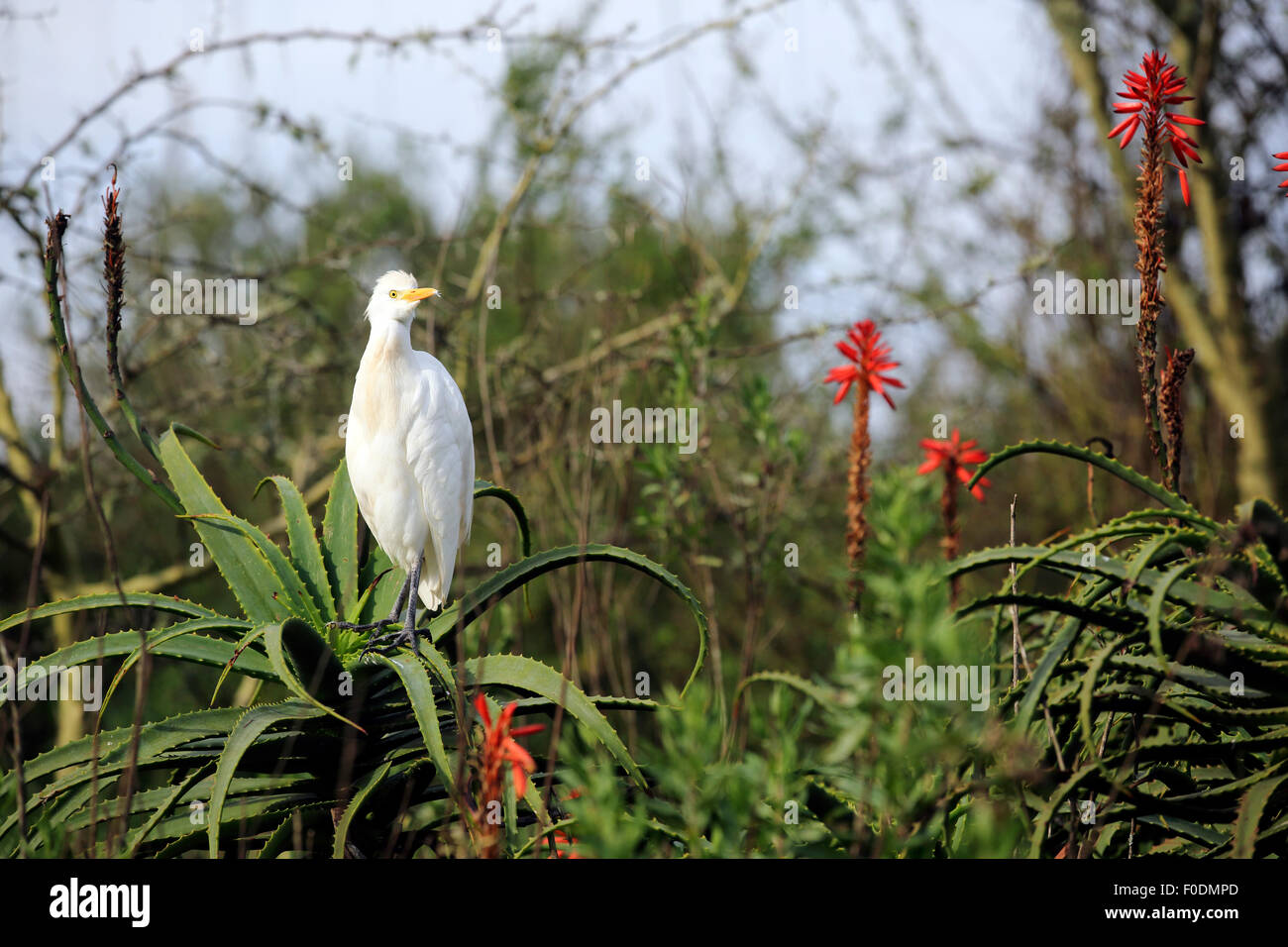 Airone bianco maggiore (Ardea alba) arroccato su fioritura aloe Foto Stock