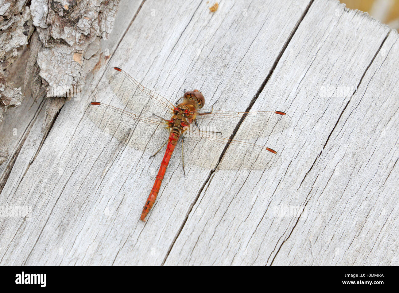 Maschio maturo Common Darter Dragonfly crogiolarvi al sole su di un registro Foto Stock