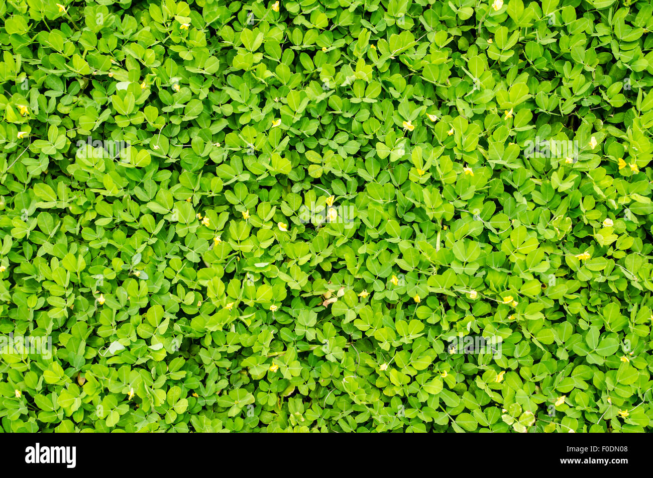 Verde erba texture di sfondo. Campo da golf. Foto Stock