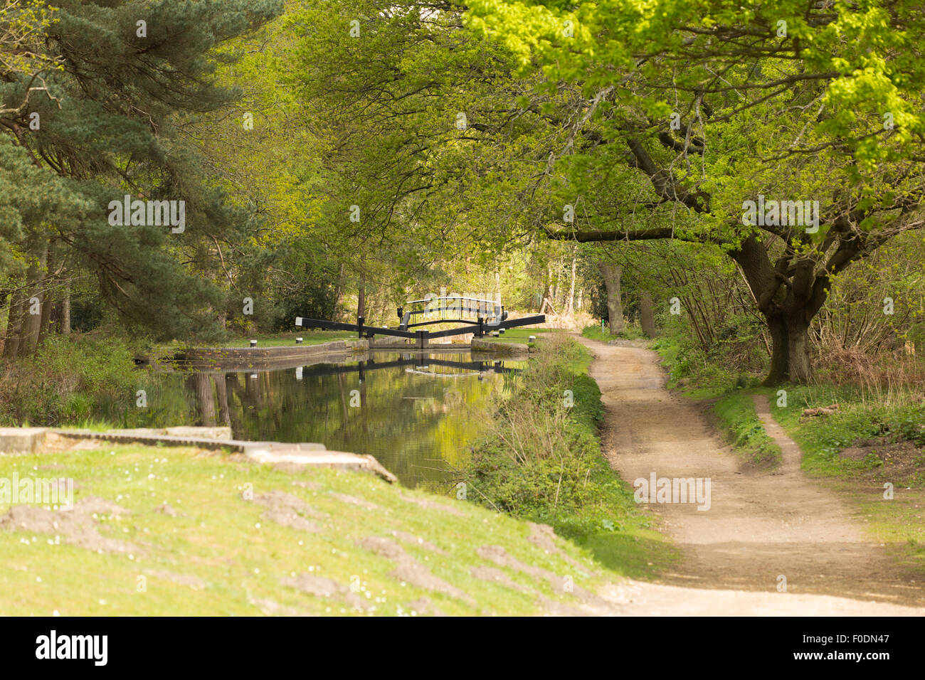 Una vista del Basingstoke Canal di una serratura, sotto il fogliame a molla. Foto Stock