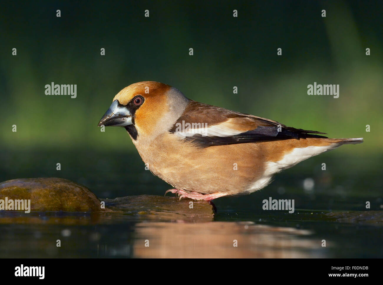 Hawfinch (Coccothraustes coccothraustes) in acqua, Pusztaszer, Ungheria, Maggio 2008 Foto Stock