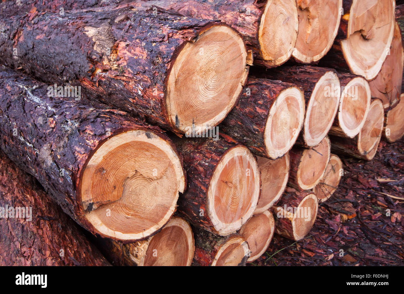 Modello di legname di legno di pino Alpi austriache Foto Stock