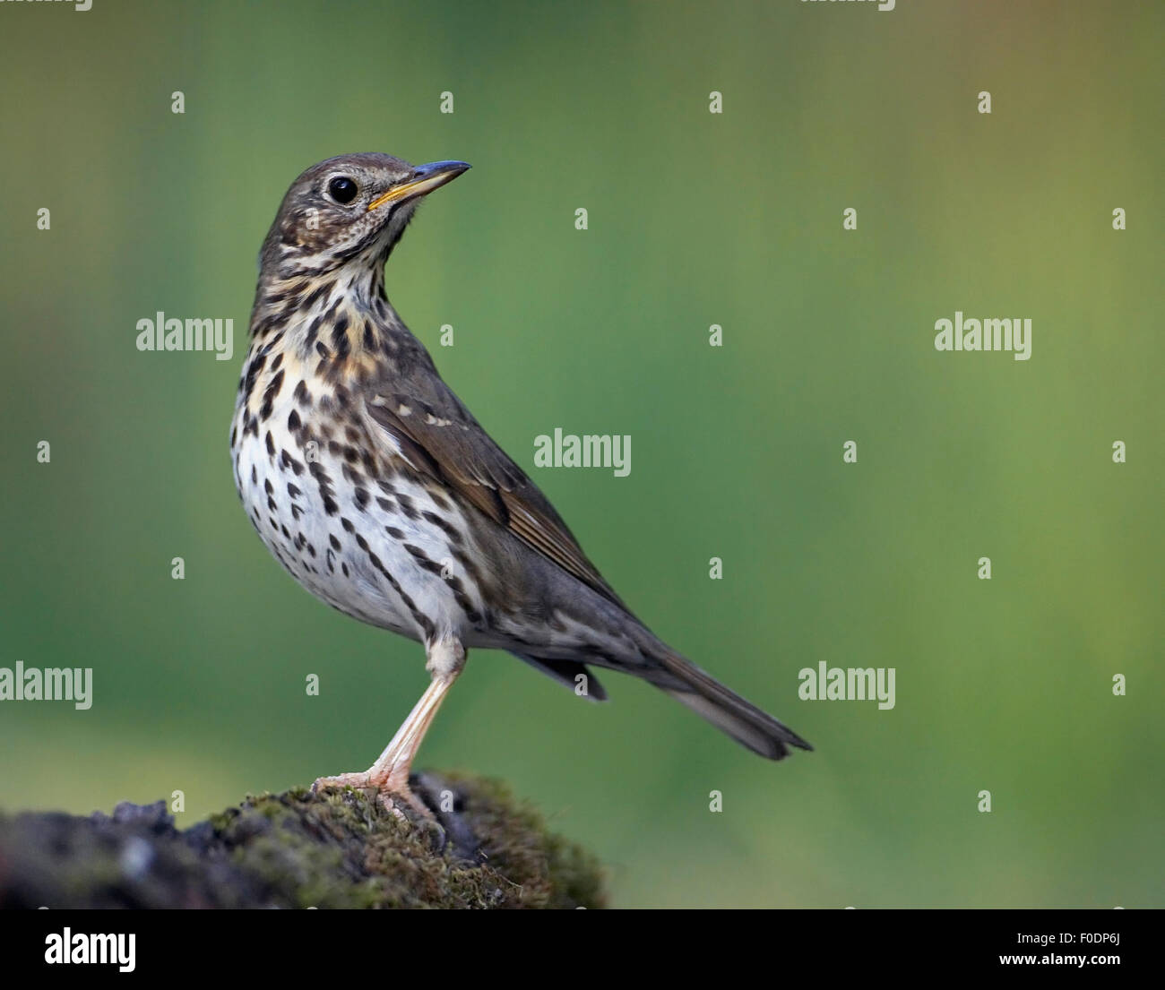 Tordo Bottaccio (Turdus philomelos) arroccato, Pusztaszer, Ungheria, Maggio 2008 Foto Stock