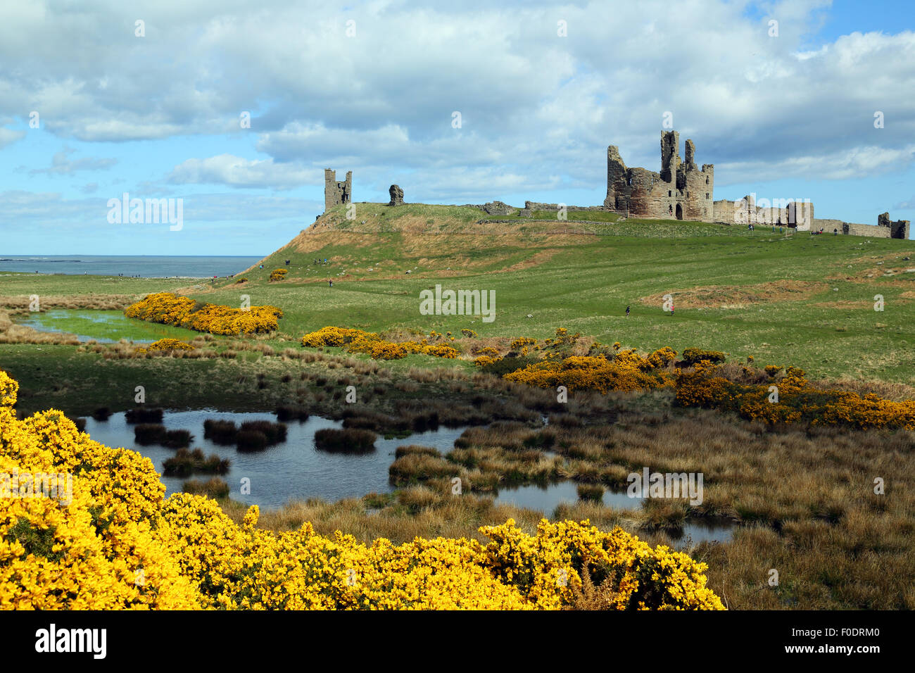 Il castello di Dunstanburgh, Northumberland, con un laghetto e ginestre in fiore in primo piano Foto Stock