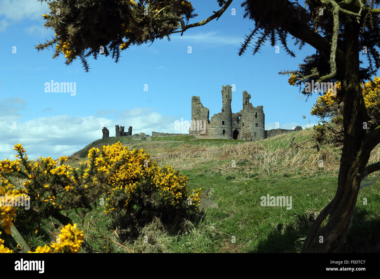 Il castello di Dunstanburgh, Northumberland, incorniciato da un albero e ginestre in fiore in primo piano Foto Stock