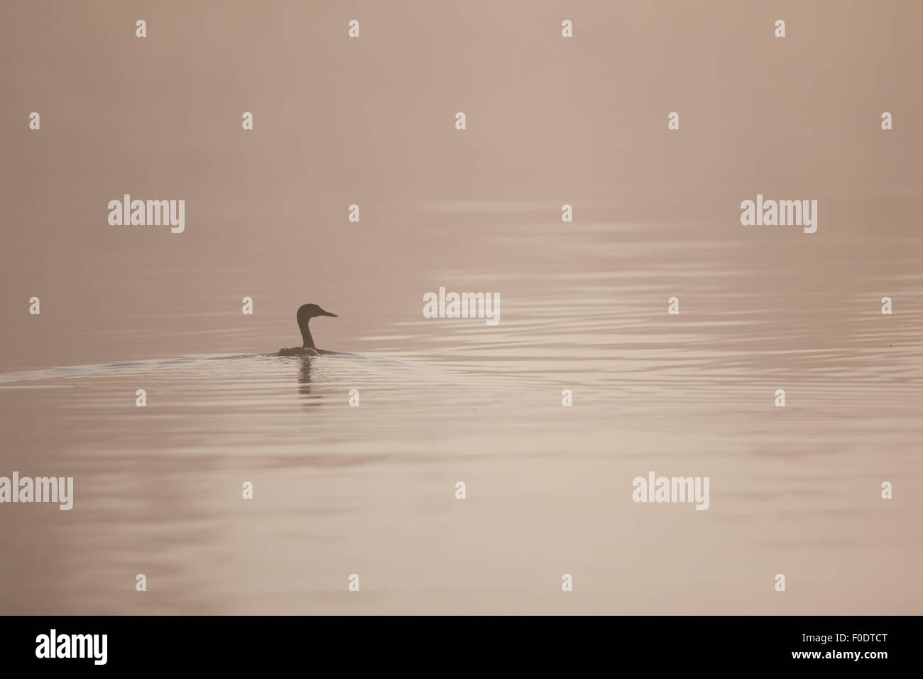 Svasso maggiore nuota attraverso la nebbia di mattina su Norfolk Broads Foto Stock