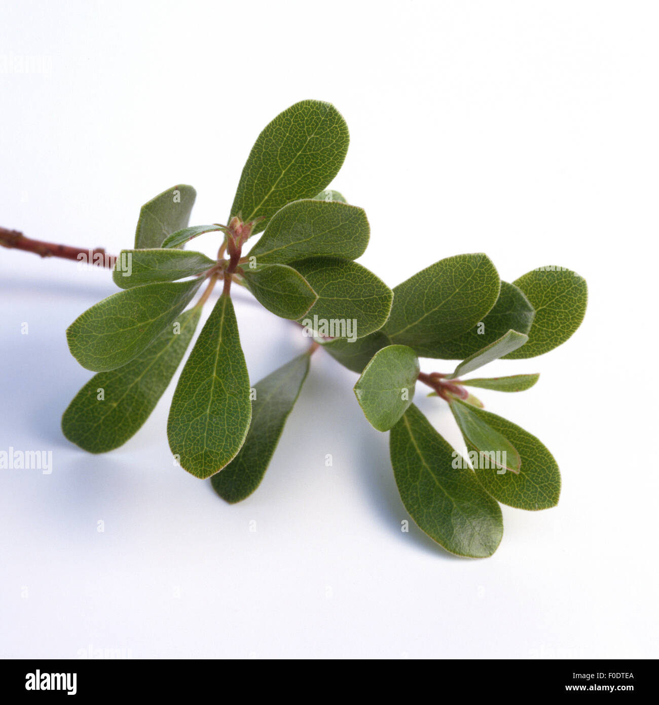 Baerentraube, Arctostaphylos, uva-ursi, Beeren, Bodendecker, Heilpflanze, Foto Stock