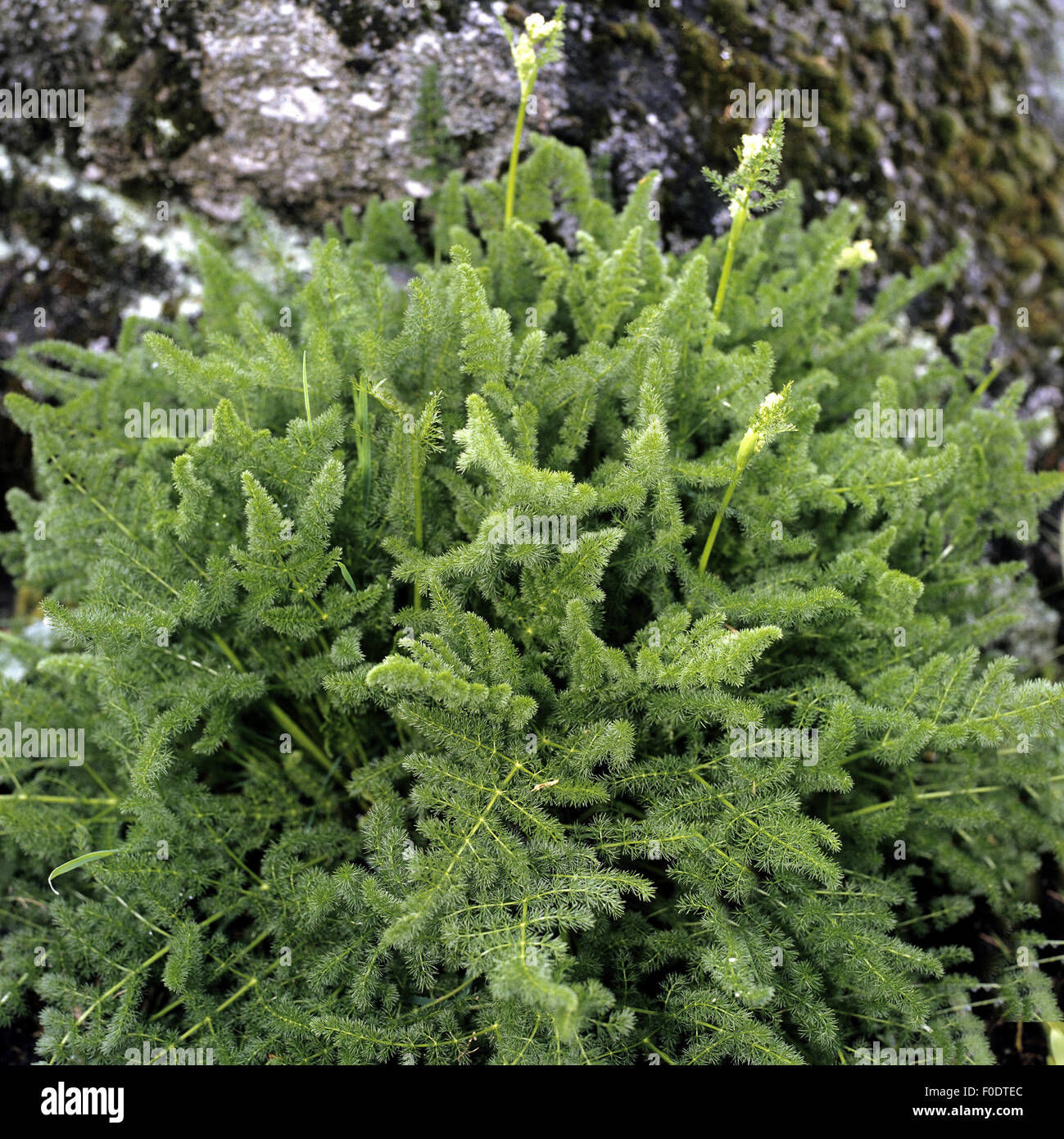 Baerwurz, Meum athamanticum, Heilpflanzen, Foto Stock