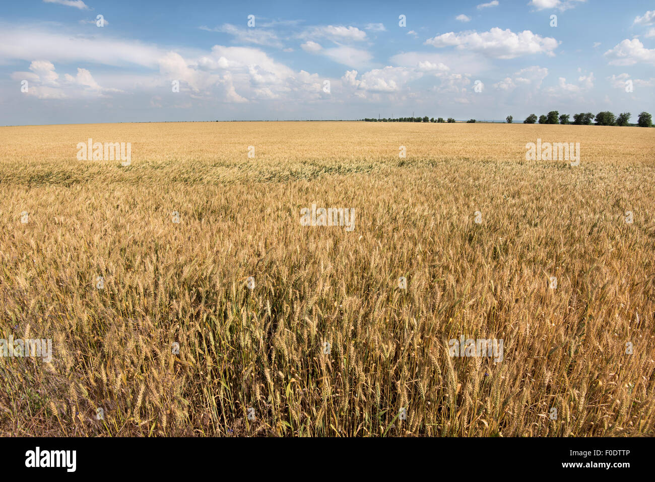 Ripe golden campo di grano pronto per il raccolto in una soleggiata giornata estiva. Foto Stock
