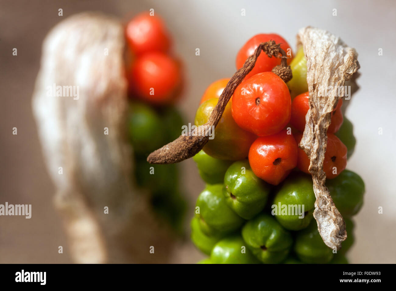 Il cuculo pinta o Signori e Signore - Arum maculatum - bacche velenose Foto Stock