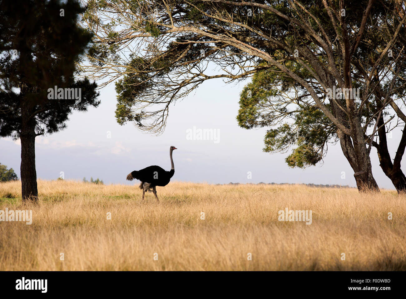 (Struzzo Struthio camelus) sui pascoli Foto Stock