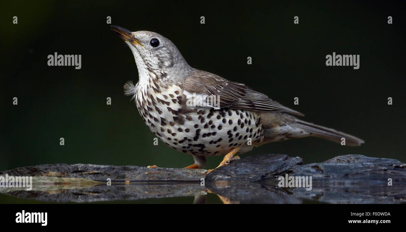 Tordo Mistle (Turdus viscivorus) in acqua, Pusztaszer, Ungheria, Maggio 2008 Foto Stock