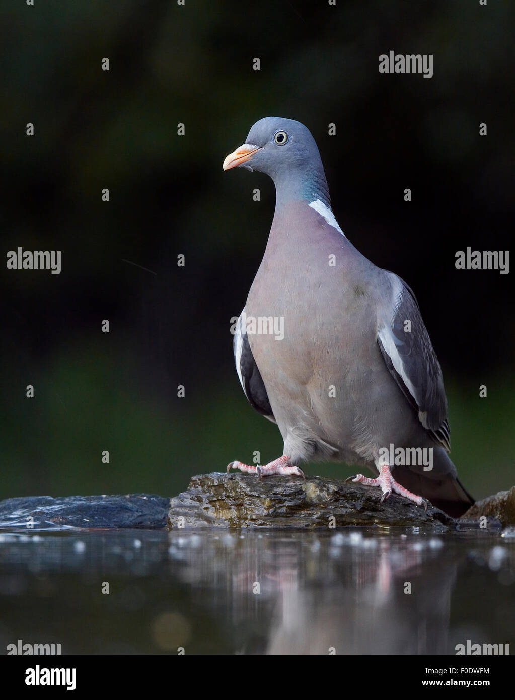 Il Colombaccio ( Columba palumbus) in acqua, Pusztaszer, Ungheria, Maggio 2008 Foto Stock