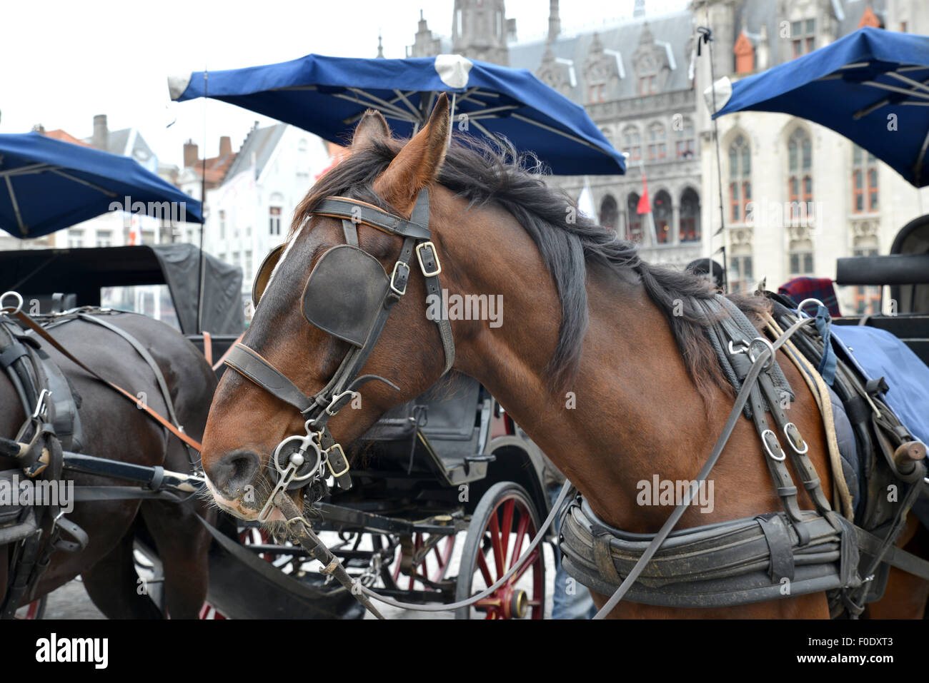 Cavalli e carri pronti a prendere il turista in un tour di Bruges in Belgio Foto Stock