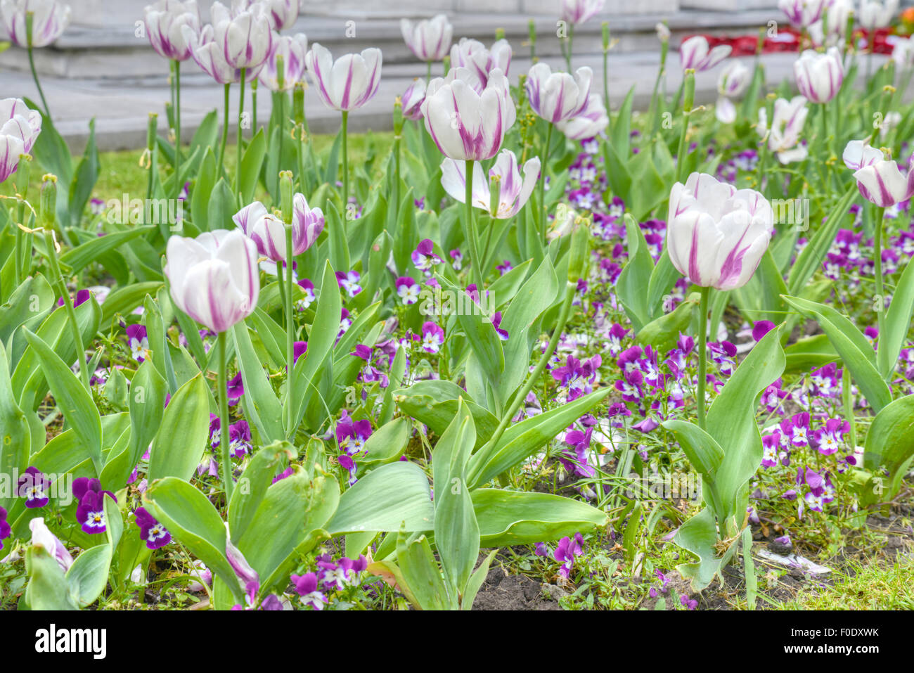 Close up di un giardino con bianco e rosa tulipani Foto Stock