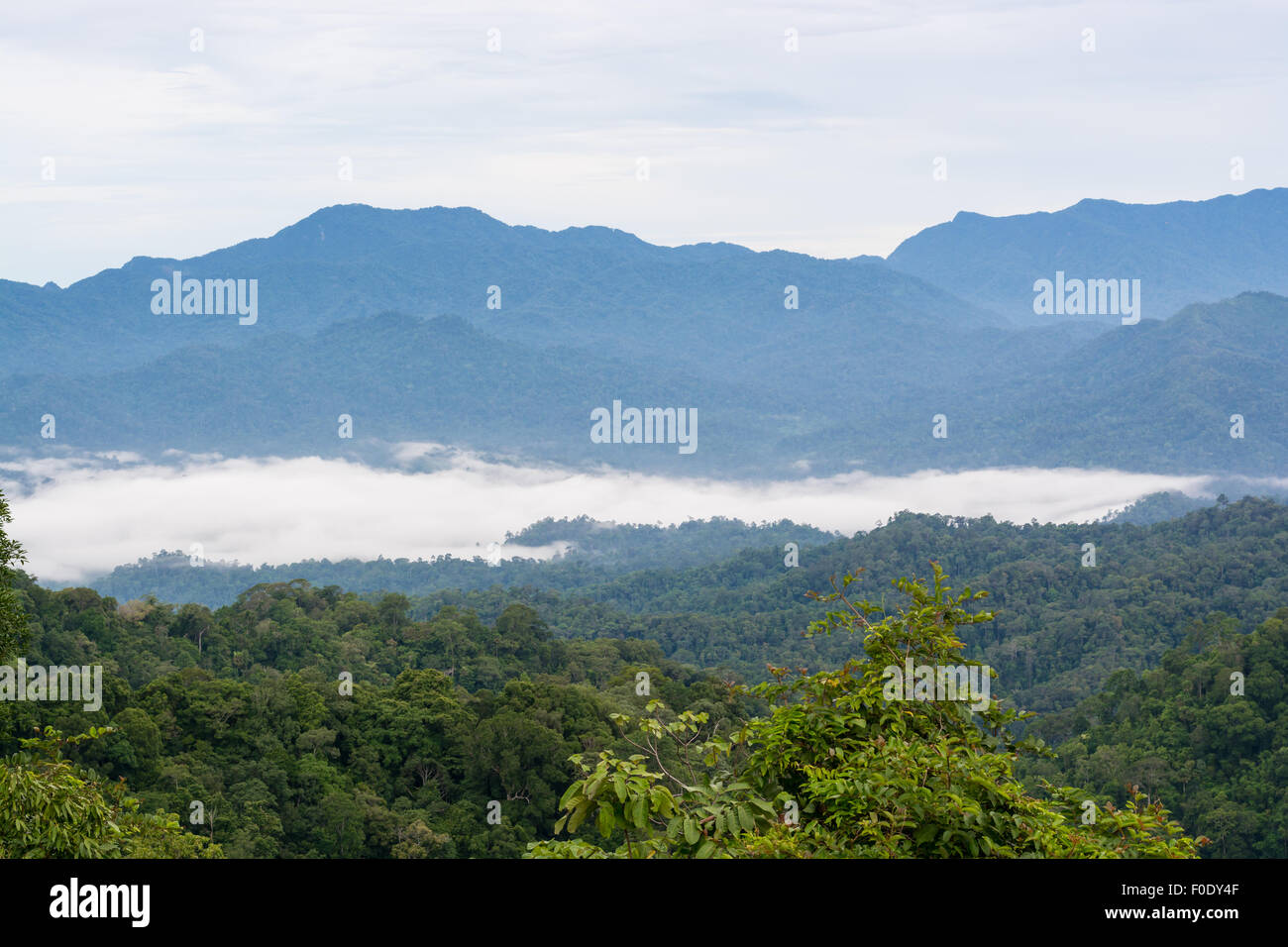 La nebbia sulla collina di mattina in punto di vista Panoenthung su Kaeng Krachan National Park, Phetchaburi Provincia, Thailandia Foto Stock