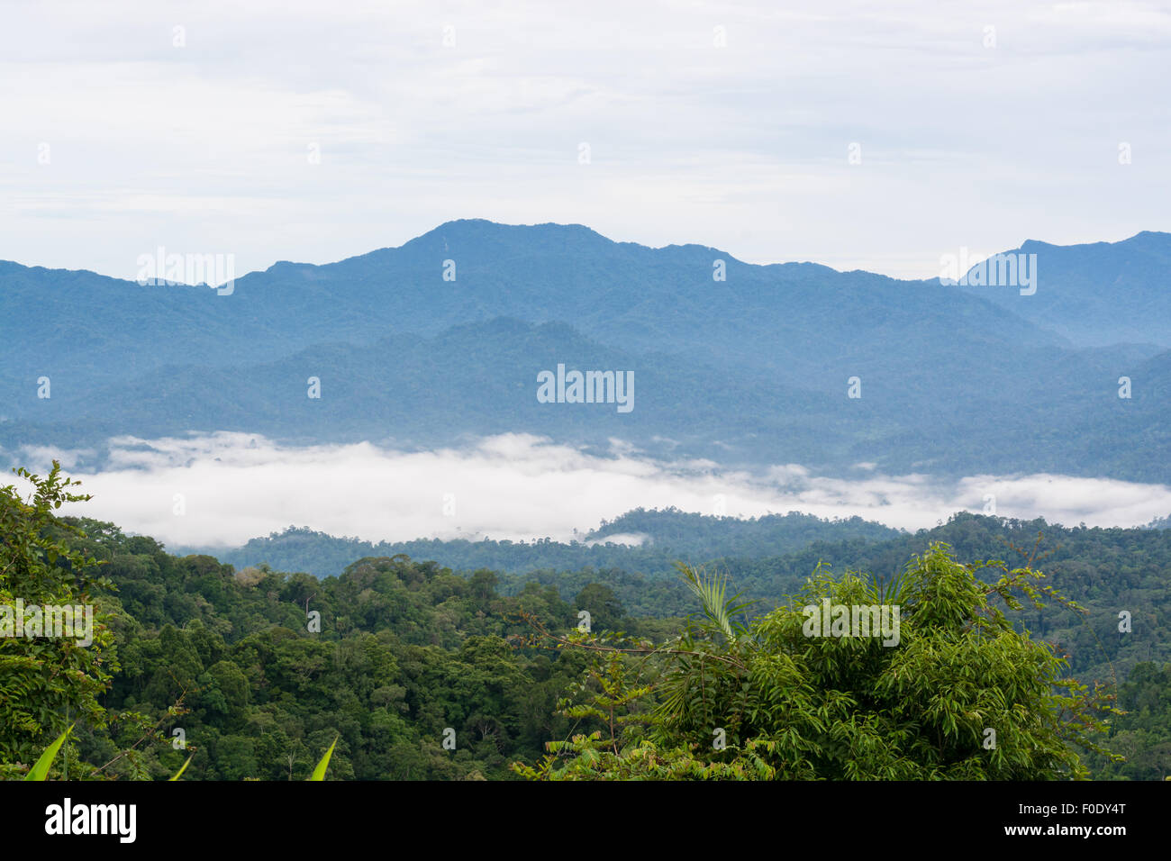 La nebbia sulla collina di mattina in punto di vista Panoenthung su Kaeng Krachan National Park, Phetchaburi Provincia, Thailandia Foto Stock