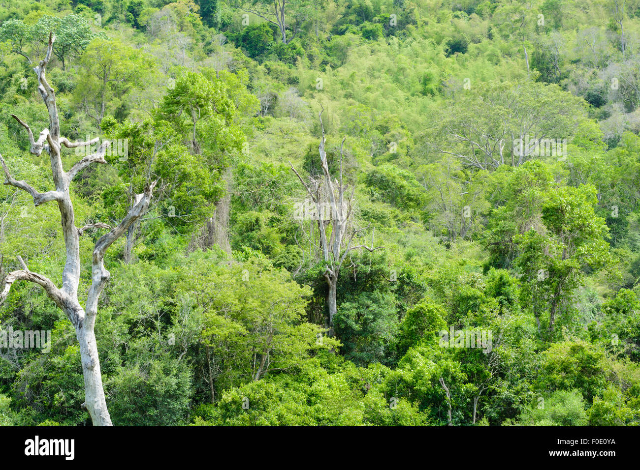 La foresta tropicale in Kaeng Krachan National Park, Phetchaburi Provincia, Thailandia Foto Stock