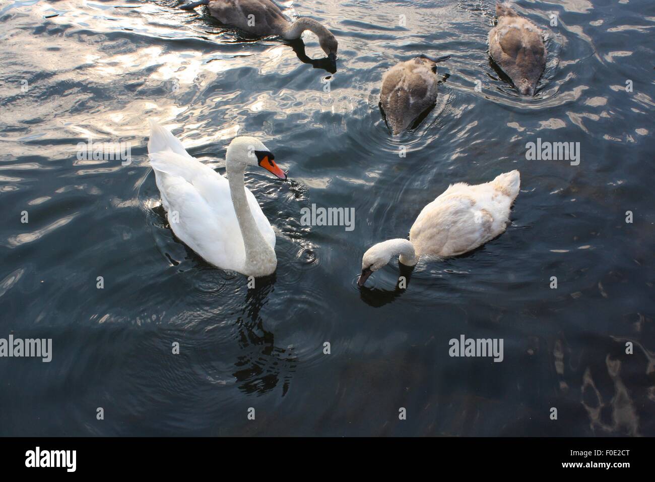 Swan, anatre, acqua, uccelli, Flensburg, Germania est del mare Foto Stock