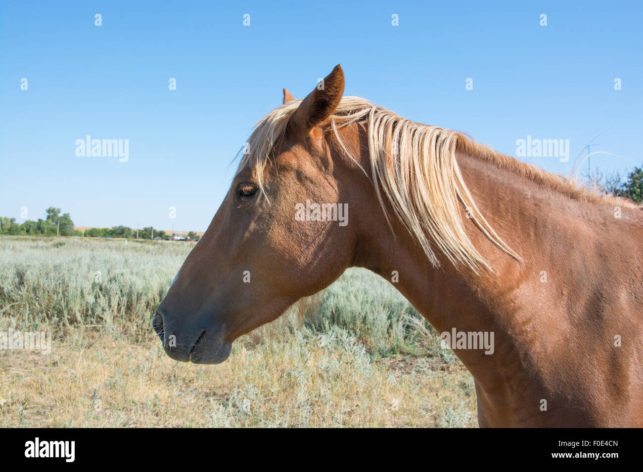 Cavallo al pascolo in un prato Foto Stock