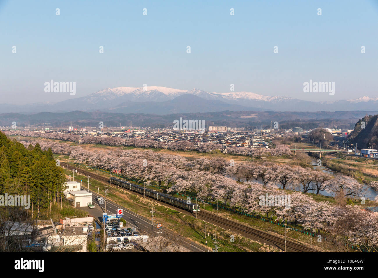 Fiori di Ciliegio lungo il fiume Shiroishi in Giappone Foto Stock