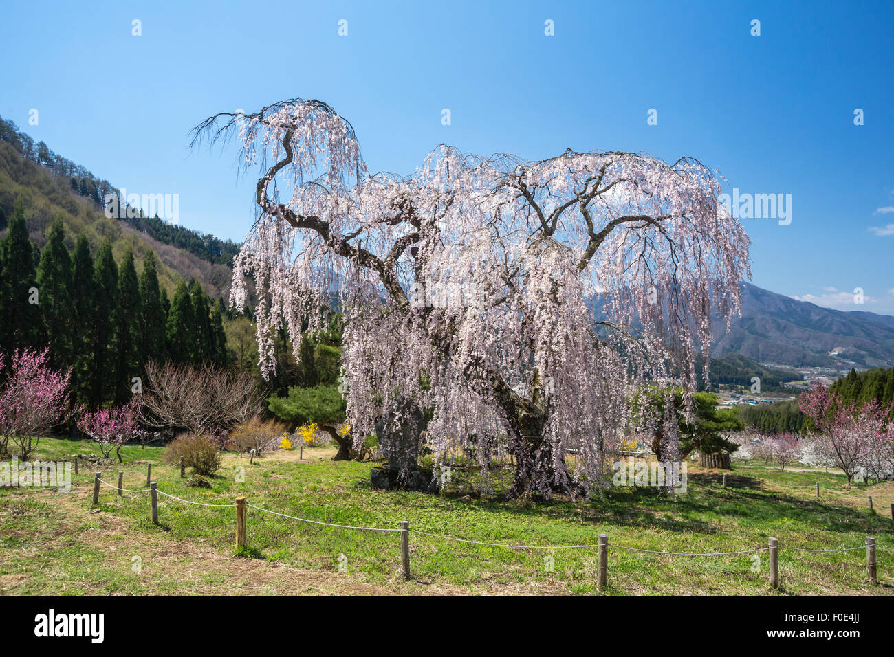 Ciliegio piangente in Nagano, Giappone Foto Stock