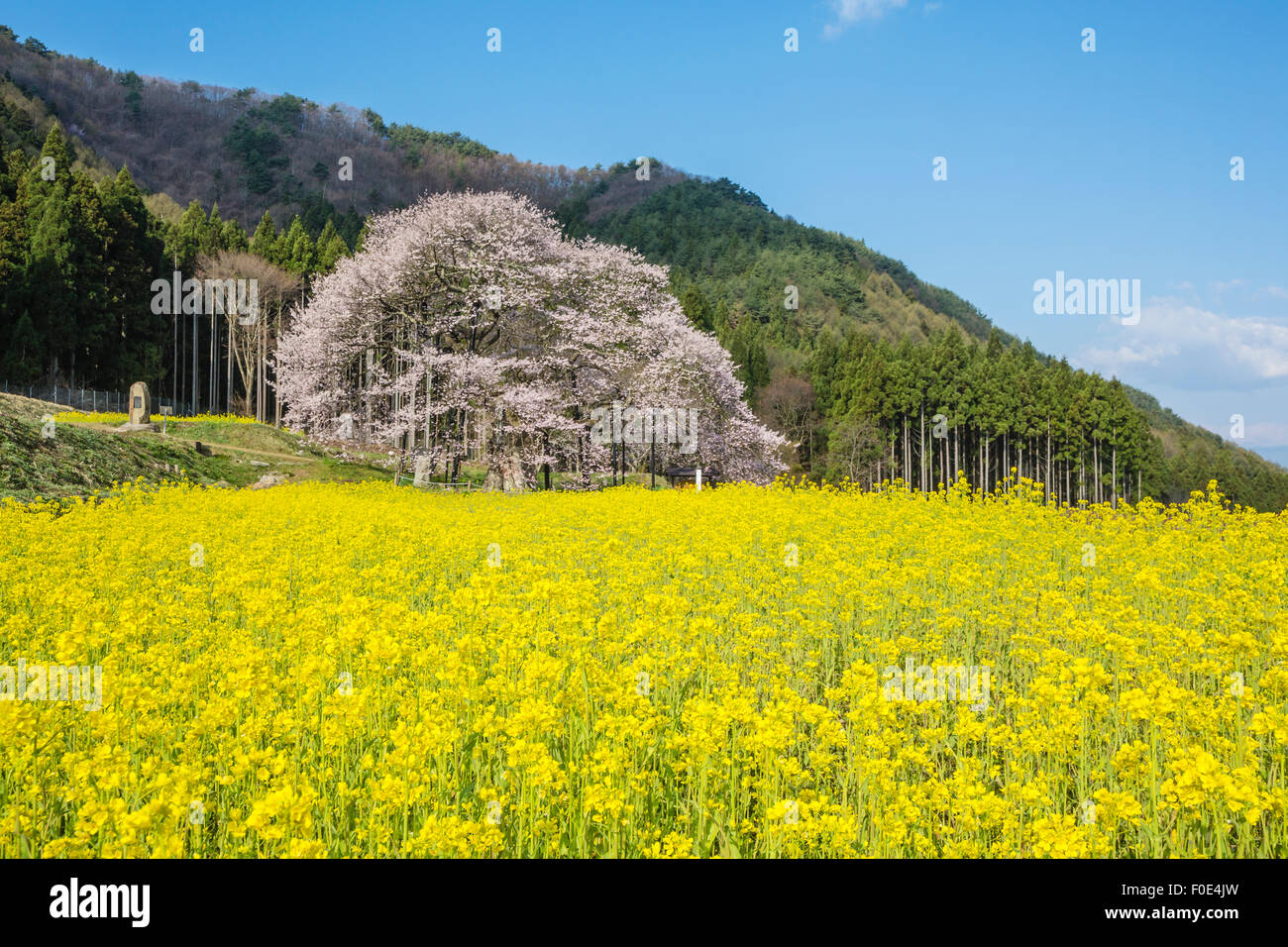 Ciliegio e senape fiori a Nagano, Giappone Foto Stock