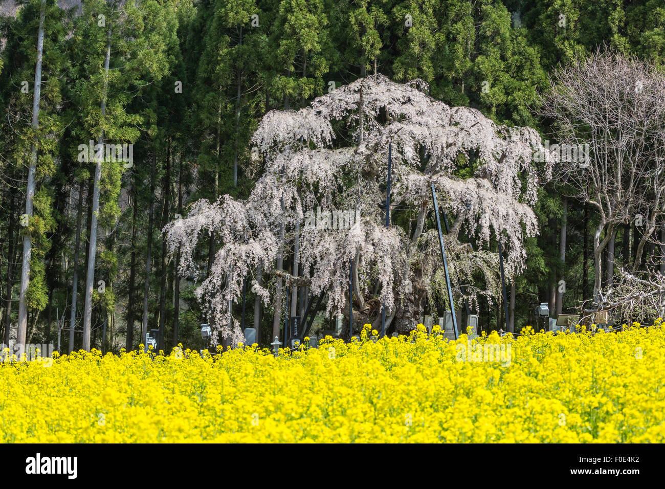 Ciliegio piangente e senape fiori a Nagano, Giappone Foto Stock