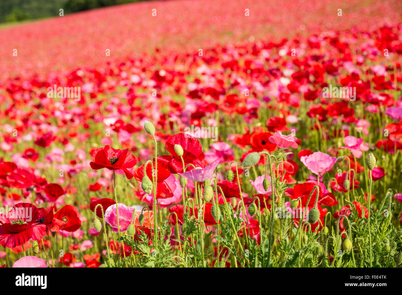 Poppies in Saitama, Giappone Foto Stock Poppies in Saitama, Giappone Foto Stock