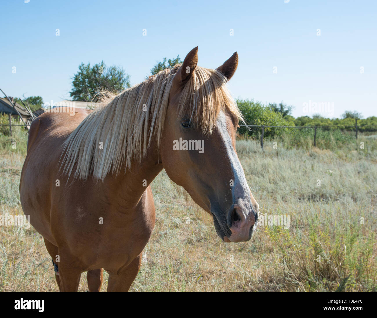 Giovani belle cavallo marrone Foto Stock