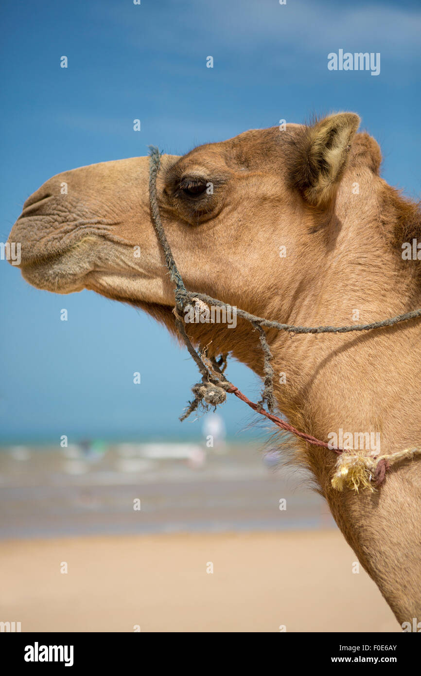 Camel riposo sotto il sole vicino a Essaouira sulla spiaggia di Sidi Kaouki, Marocco Foto Stock