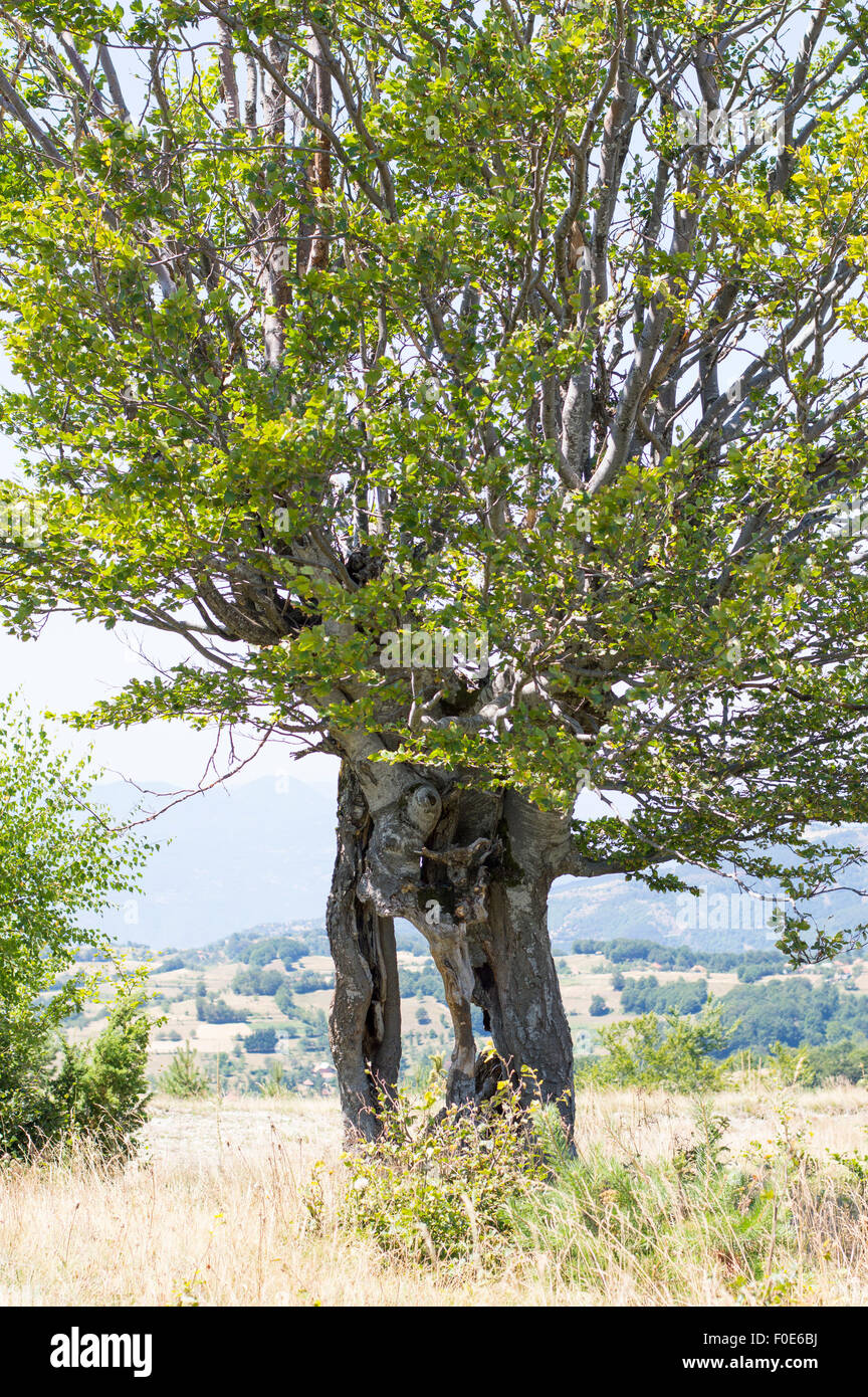 Strano albero con un grande foro al mountain. Potenza della natura Foto Stock