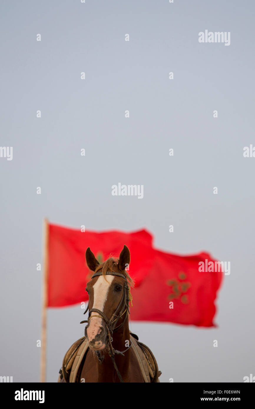 Ritratto di cavallo con un rosso bandiera marocchina in background e un cielo chiaro. Il Marocco, famoso paese imperiale in Africa. Foto Stock