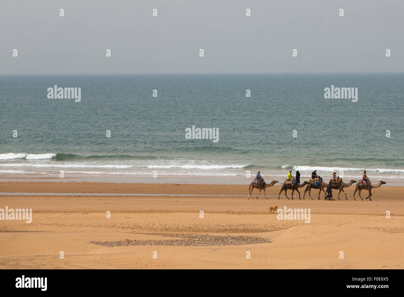 Caravan di cinque cammelli spostando verso il mare sulla spiaggia di Sidi Kaouki con irriconoscibile i turisti, vicino a Essaouira. Il Marocco Foto Stock