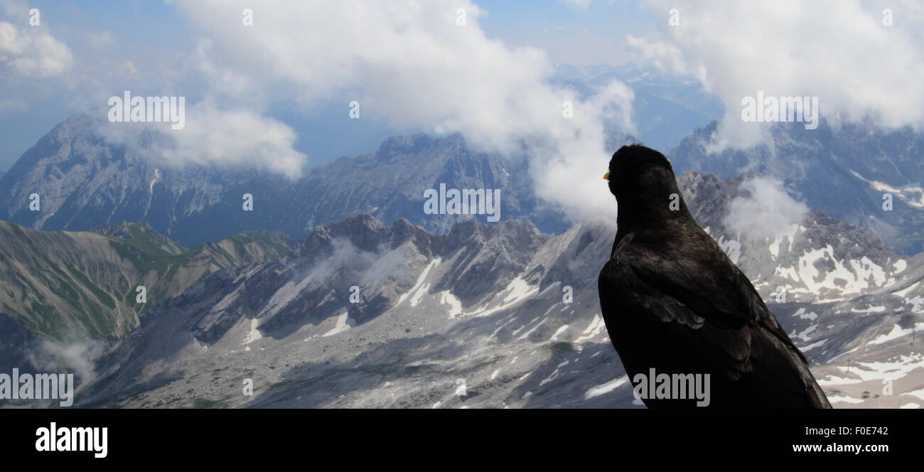 Gracchio alpino (Pyrrhocorax graculus) probabilmente godendo la vista delle Alpi europee dal massiccio dello Zugspitze. Foto Stock