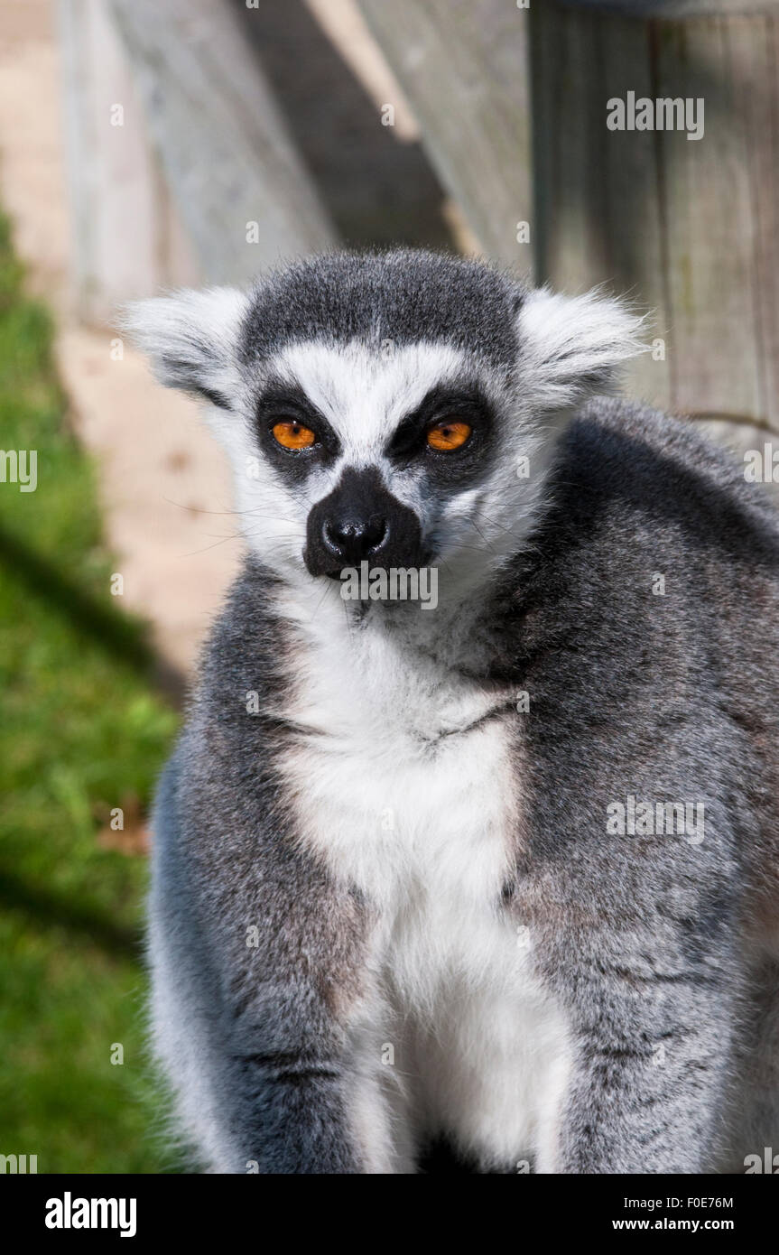 Un anello vincolato tailed lemur (Lemur catta) seduti al sole. Foto Stock