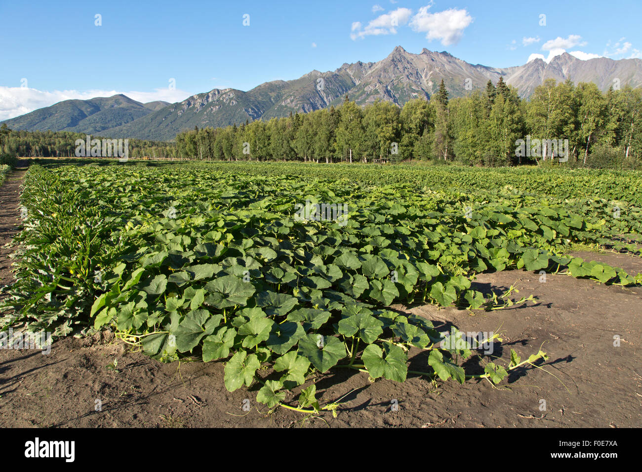 Agricoltura biologica, varietà di zucca e zucchine. Foto Stock