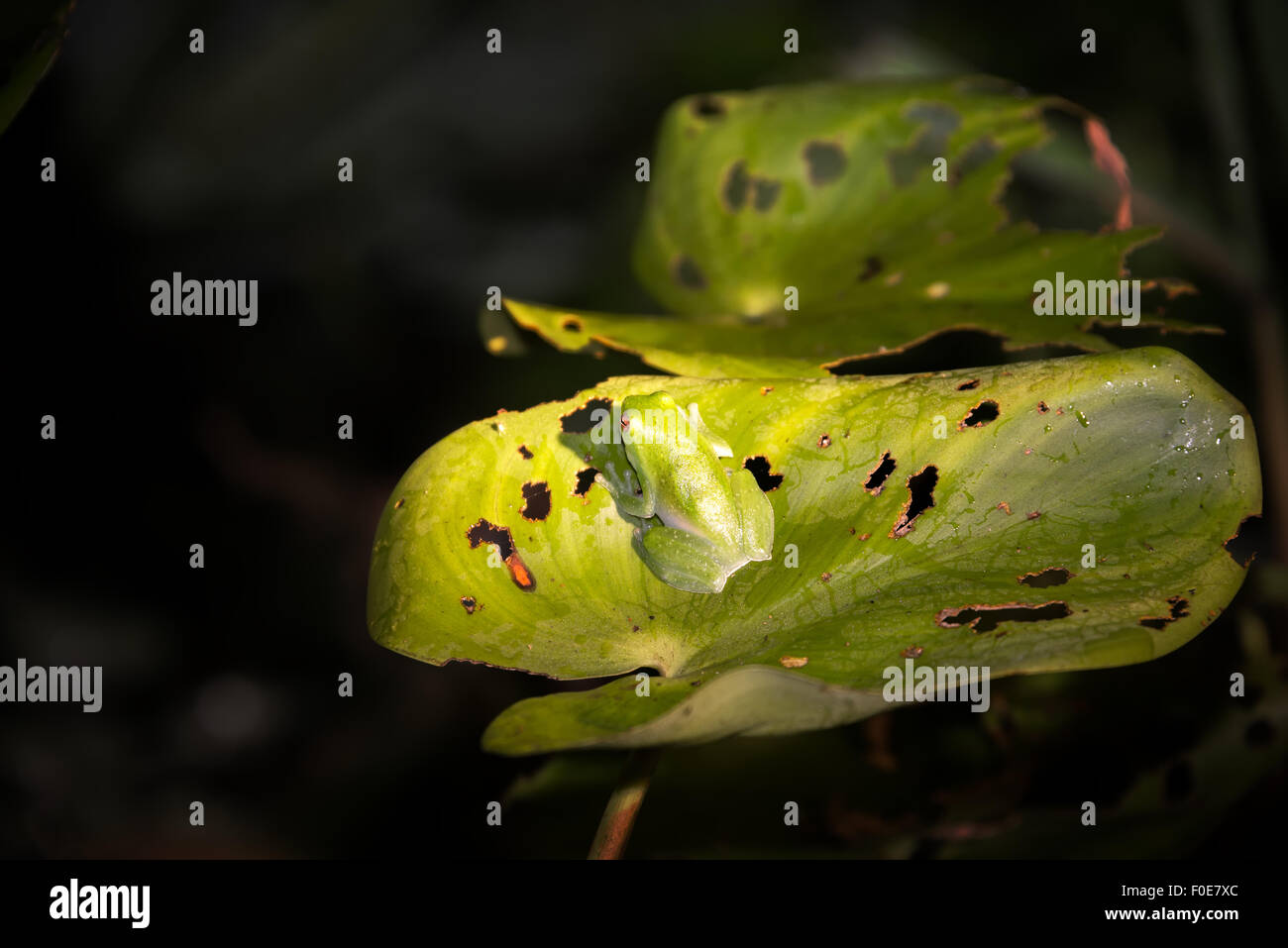 Piccola rana verde su una foglia nella foresta amazzonica in Perù Foto Stock