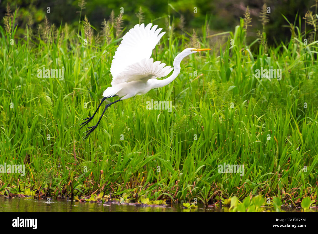 Vista di un grande airone bianco prendendo il largo nella foresta amazzonica in Perù Foto Stock