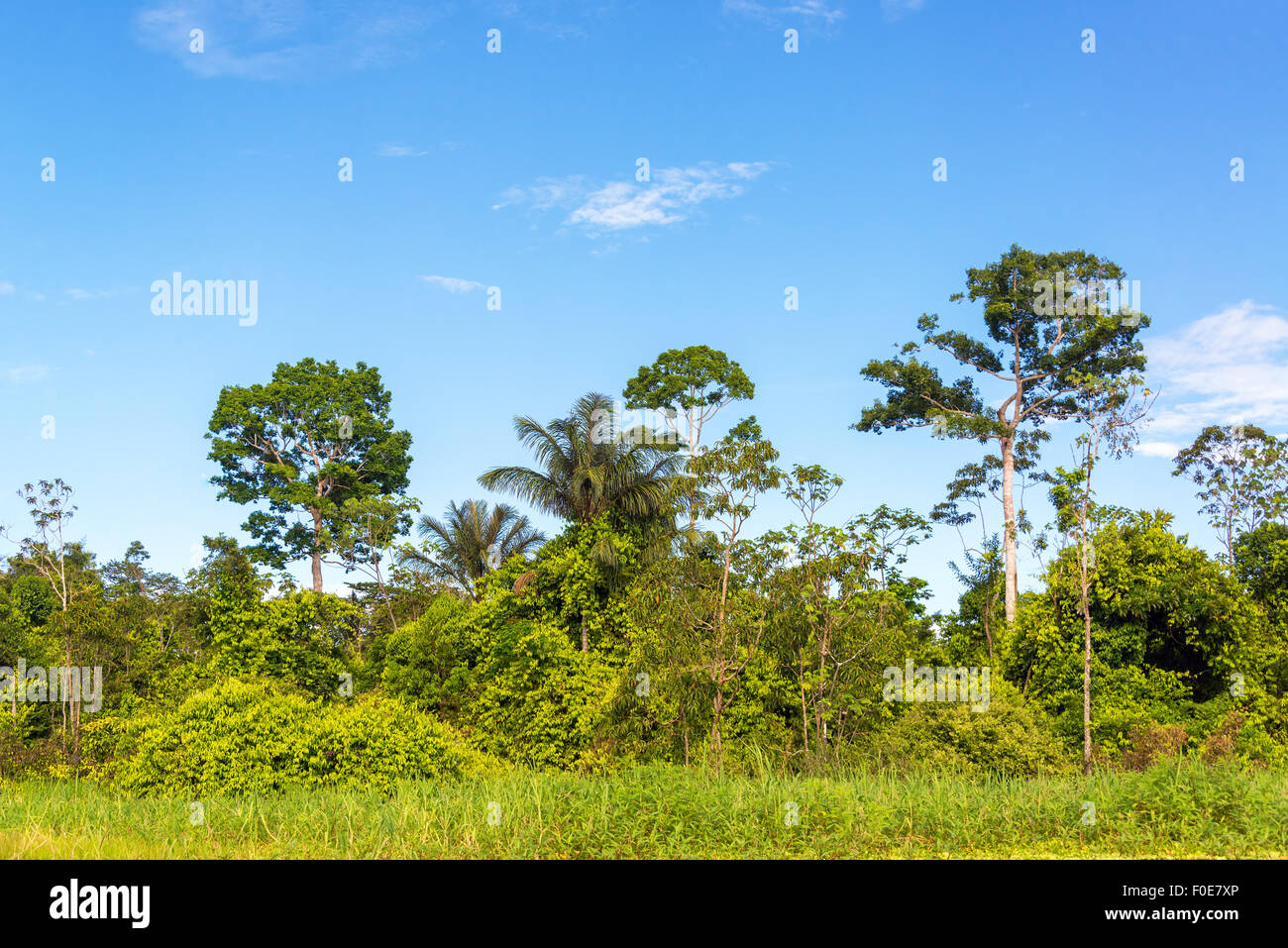 Vista della foresta pluviale amazzonica vicino a Iquitos, Perù Foto Stock