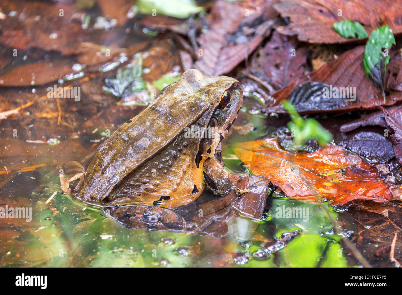 Un rospo di grandi dimensioni nella foresta amazzonica vicino a Iquitos, Perù Foto Stock